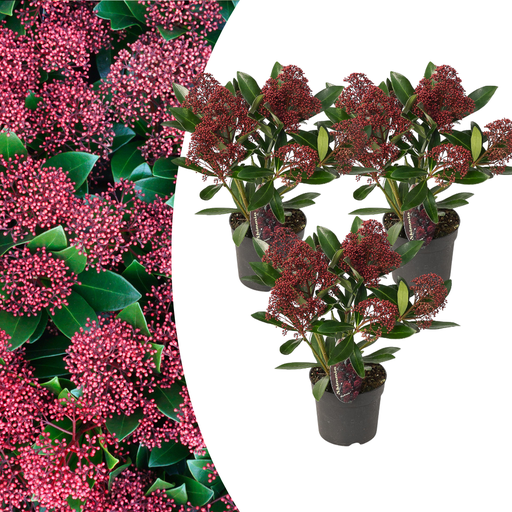 "Set mit 3 Skimmia ‚Rubella‘ – Ø 10,5 cm – ↨ 20-25 cm image"