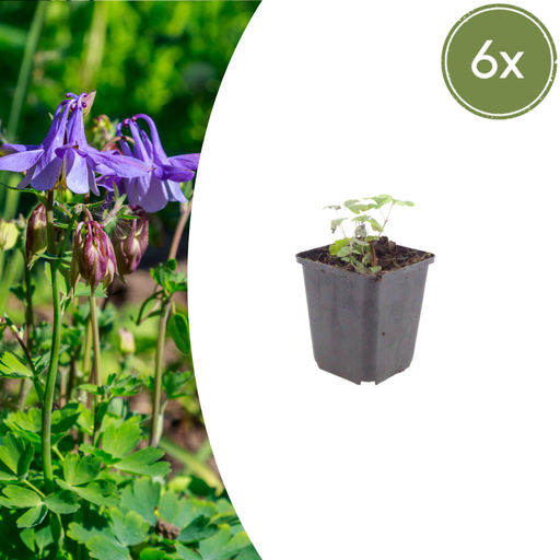 "6x Aquilegia vulgaris - ↕10-25cm - Ø9cm image"