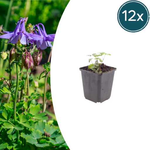 "Gemeine Akelei (Aquilegia vulgaris) – winterharte Staude, 12 Pflanzen, Topf-Ø 9 cm, Höhe ca. 15 cm image"
