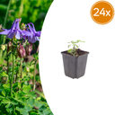 24x Aquilegia vulgaris - ↕10-25cm - Ø9cm
