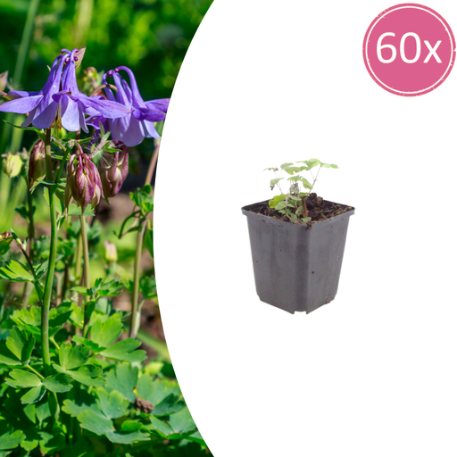 "60x Aquilegia vulgaris - ↕10-25cm - Ø9cm image"