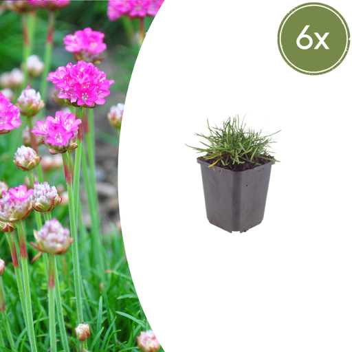 "6x Armeria m. 'Splendens' - ↕10-25cm - Ø9cm image"
