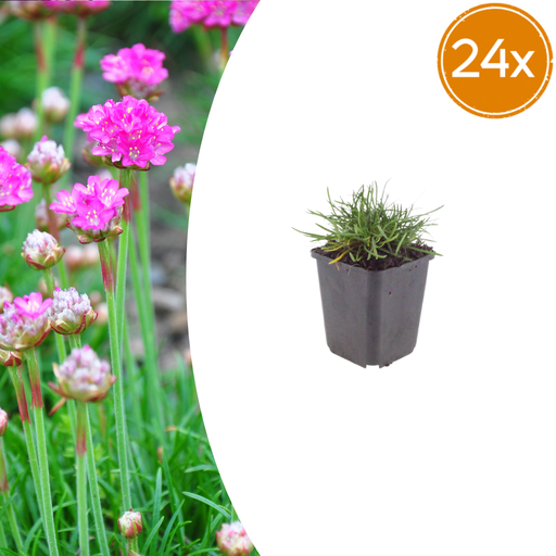 "24x Armeria m. 'Splendens' - ↕10-25cm - Ø9cm image"