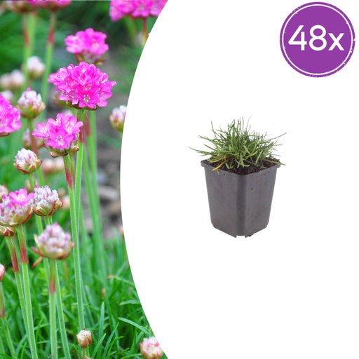 "Grasnelke 'Splendens' 48er-Set (Armeria maritima) – winterharte Staude, Topf-Ø 9 cm, Höhe ca. 9 cm image"