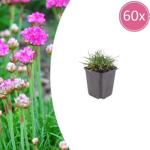 "60x Armeria m. 'Splendens' - ↕10-25cm - Ø9cm image"