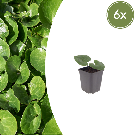 "Haselwurz 6er-Set (Asarum europaeum) – winterharte Staude, Topf-Ø 9 cm, Höhe ca. 25 cm image"
