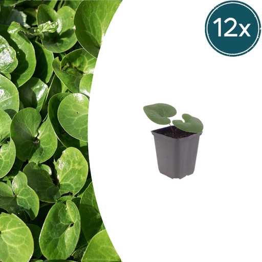 "12x Asarum europaeum - ↕10-25cm - Ø9cm image"
