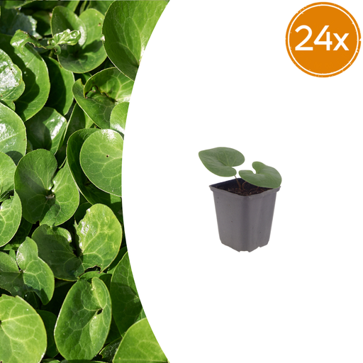 "Haselwurz 24er-Set (Asarum europaeum) – winterharte Bodendecker-Staude, Topf-Ø 9 cm, Höhe ca. 25 cm image"