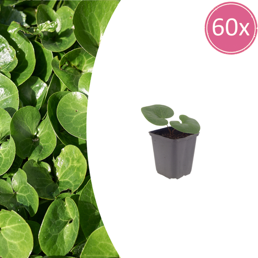 "60x Asarum europaeum - ↕10-25cm - Ø9cm image"