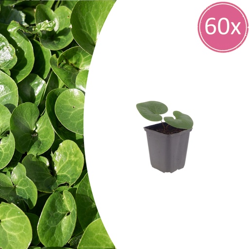 "Haselwurz 60er-Set (Asarum europaeum) – winterharte Staude, Topf-Ø 9 cm, Höhe ca. 25 cm image"