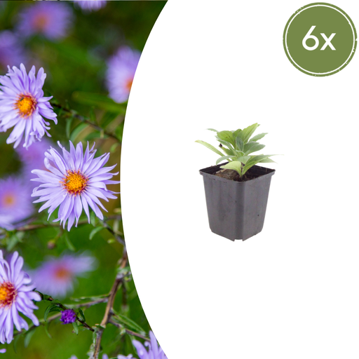 "Frikart-Aster 'Monch' 6er-Set (Aster frikartii) – winterharte Staude, Topf-Ø 9 cm, Höhe ca. 25 cm image"