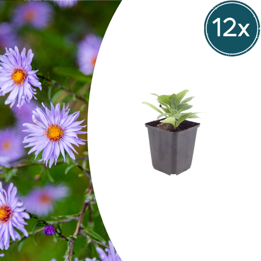 "Frikart-Aster 'Monch' 12er-Set (Aster frikartii) – winterharte Staude, Topf-Ø 9 cm, Höhe ca. 25 cm image"