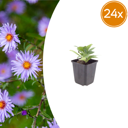 "Frikarts Aster 'Monch' 24er-Set (Aster frikartii) – winterharte Staude, Topf-Ø 9 cm, Höhe ca. 25 cm image"