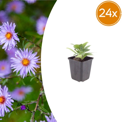 "Frikarts Aster 'Monch' 24er-Set (Aster frikartii) – winterharte Staude, Topf-Ø 9 cm, Höhe ca. 25 cm image"