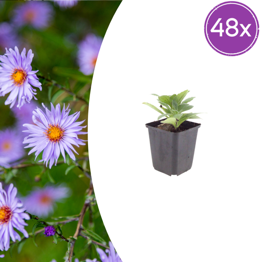 "Frikart-Aster 'Monch' 48er-Set (Aster frikartii) – winterharte Staude, Topf-Ø 9 cm, Höhe ca. 25 cm image"
