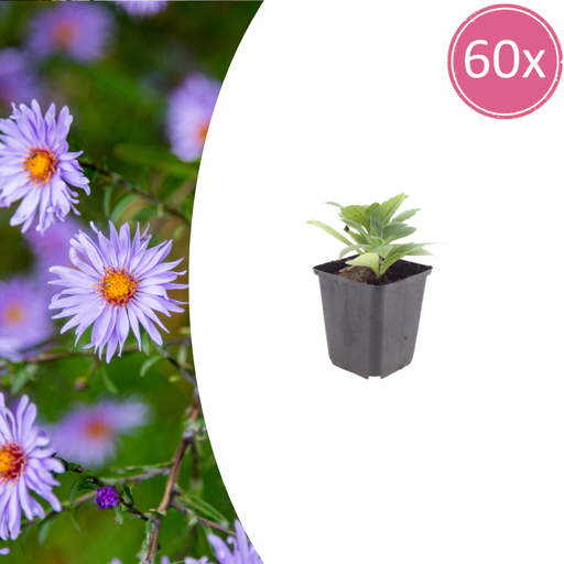 "60x Aster frikartii 'Monch' - ↕10-25cm - Ø9cm image"