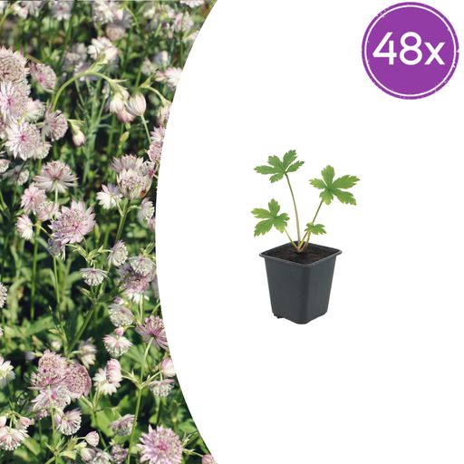 "48x Astrantia major - ↕10-25cm - Ø9cm image"