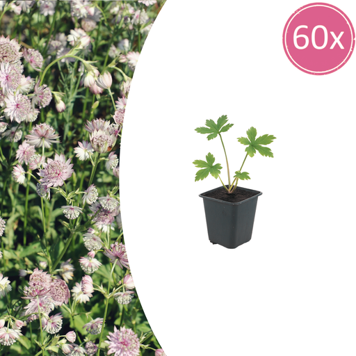 "60x Astrantia major - ↕10-25cm - Ø9cm image"