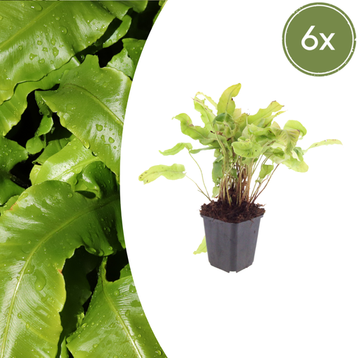 "6x Asplenium scolopendrium - ↕10-25cm - Ø9cm image"
