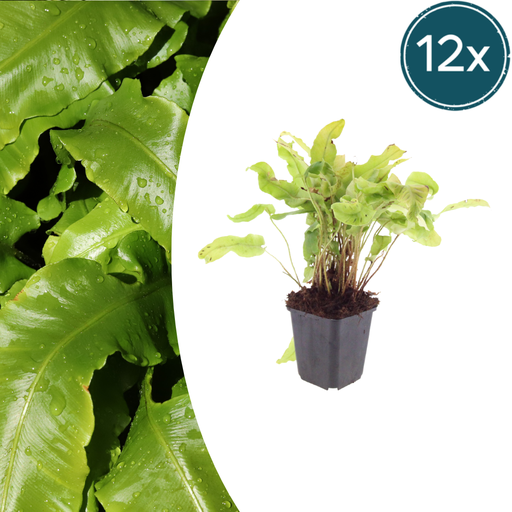 "12x Asplenium scolopendrium - ↕10-25cm - Ø9cm image"
