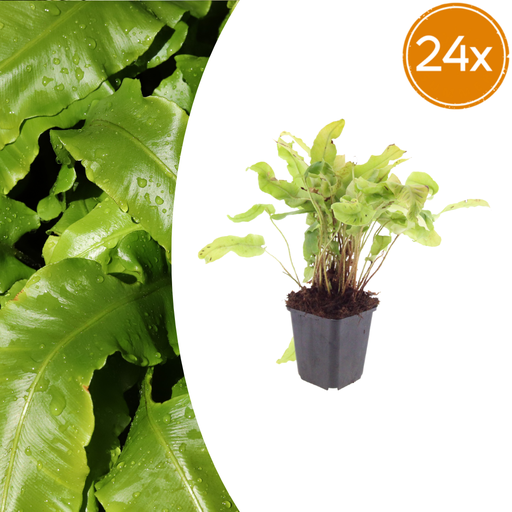 "24x Asplenium scolopendrium - ↕10-25cm - Ø9cm image"