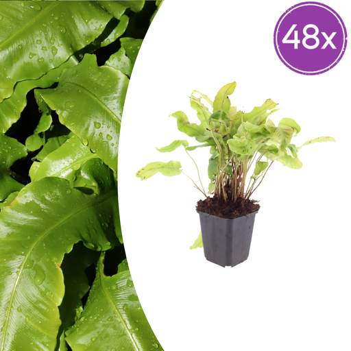 "Hirschzungenfarn 48er-Set (Asplenium scolopendrium) – pflegeleichte Zimmerpflanze, Topf-Ø 9 cm, Höhe ca. 25 cm image"