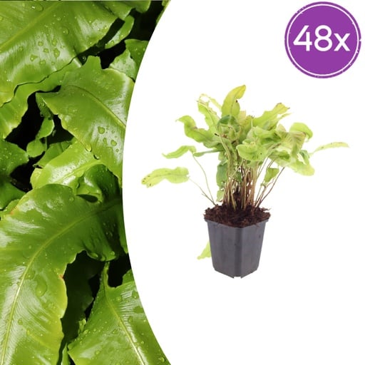 "Hirschzungenfarn 48er-Set (Asplenium scolopendrium) – pflegeleichte Zimmerpflanze, Topf-Ø 9 cm, Höhe ca. 25 cm image"