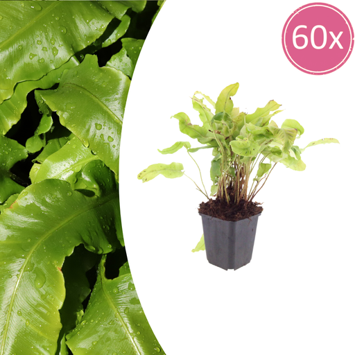 "Hirschzungenfarn 60er-Set (Asplenium scolopendrium) – pflegeleichte Zimmerpflanze, Topf-Ø 9 cm, Höhe ca. 25 cm image"