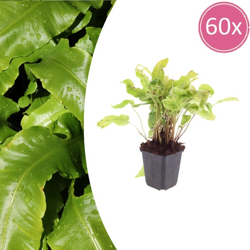 "Hirschzungenfarn 60er-Set (Asplenium scolopendrium) – pflegeleichte Zimmerpflanze, Topf-Ø 9 cm, Höhe ca. 25 cm image"