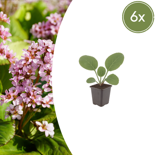 "Herzblatt-Bergenie 6er-Set (Bergenia cordifolia) – winterharte Staude, Topf-Ø 9 cm, Höhe ca. 25 cm image"