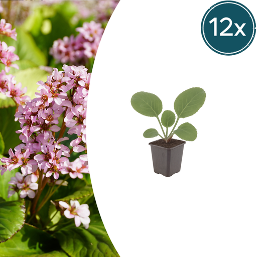 "12x Bergenia cordifolia - ↕10-25cm - Ø9cm image"