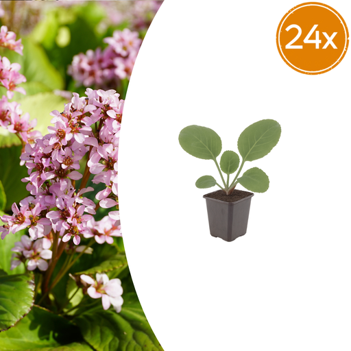 "24x Bergenia cordifolia - ↕10-25cm - Ø9cm image"