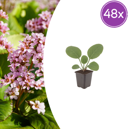 "48x Bergenia cordifolia - ↕10-25cm - Ø9cm image"
