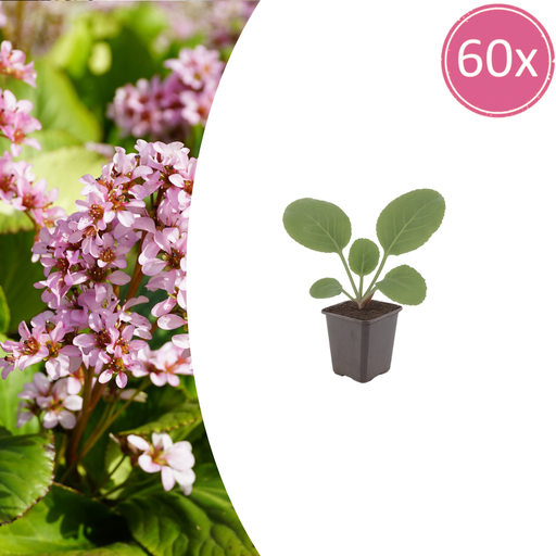 "60x Bergenia cordifolia - ↕10-25cm - Ø9cm image"
