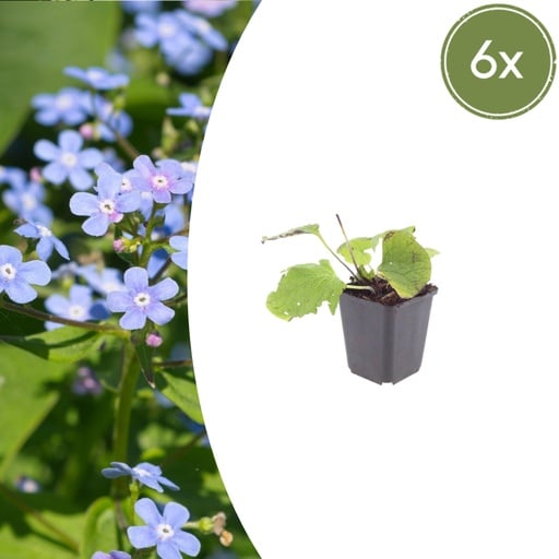 "Kaukasusvergissmeinnicht 6er-Set (Brunnera macrophylla) – winterharte Schattenstaude, Topf-Ø 9 cm, Höhe ca. 25 cm image"