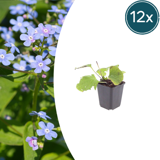"12x Brunnera macrophylla - ↕10-25cm - Ø9cm image"
