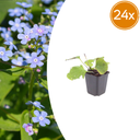 24x Brunnera macrophylla - ↕10-25cm - Ø9cm