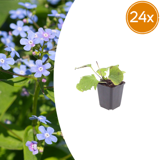"24x Brunnera macrophylla - ↕10-25cm - Ø9cm image"
