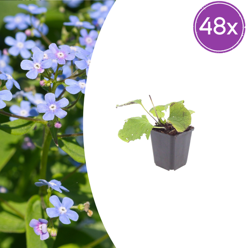 "48x Brunnera macrophylla - ↕10-25cm - Ø9cm image"