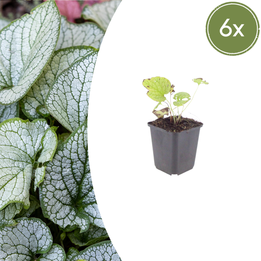 "6x Brunnera macr. 'Jack Frost' - ↕10-25cm - Ø9cm image"