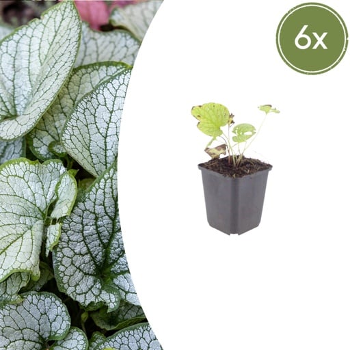 "Kaukasusvergissmeinnicht 'Jack Frost' 6er-Set (Brunnera macrophylla) – winterharte Staude, Topf-Ø 9 cm, Höhe ca. 25 cm image"