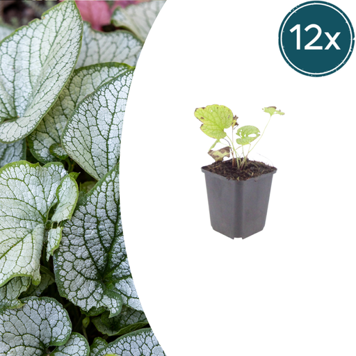 "12x Brunnera macr. 'Jack Frost' - ↕10-25cm - Ø9cm image"