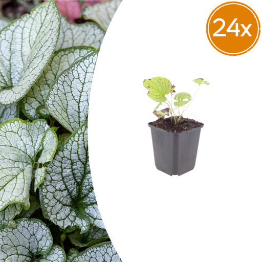 "Kaukasusvergissmeinnicht 'Jack Frost' 24er-Set (Brunnera macrophylla) – winterharte Staude, Topf-Ø 9 cm, Höhe ca. 25 cm image"