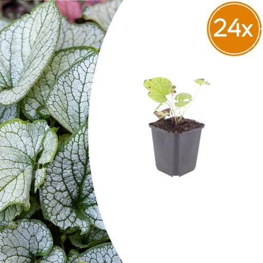 "Kaukasusvergissmeinnicht 'Jack Frost' 24er-Set (Brunnera macrophylla) – winterharte Staude, Topf-Ø 9 cm, Höhe ca. 25 cm image"