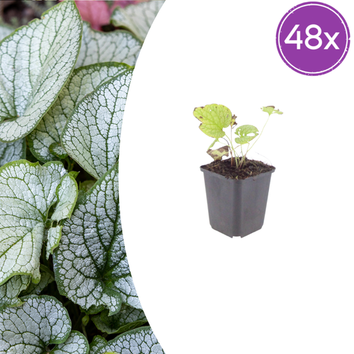 "48x Brunnera macr. 'Jack Frost' - ↕10-25cm - Ø9cm image"