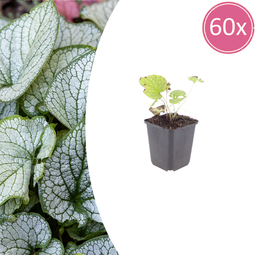 "60x Brunnera macr. 'Jack Frost' - ↕10-25cm - Ø9cm image"