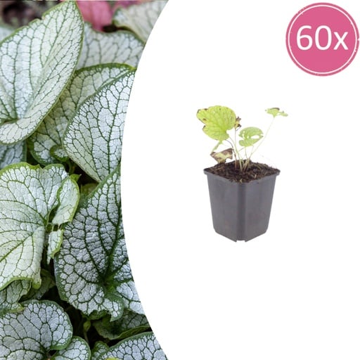 "Kaukasusvergissmeinnicht 'Jack Frost' 60er-Set (Brunnera macrophylla) – winterharte Staude, Topf-Ø 9 cm, Höhe ca. 25 cm image"