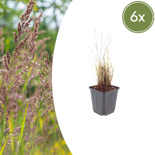 "Diamantgras 6er-Set (Calamagrostis brachytricha) – winterhartes Ziergras, Topf-Ø 9 cm, Höhe ca. 25 cm image"