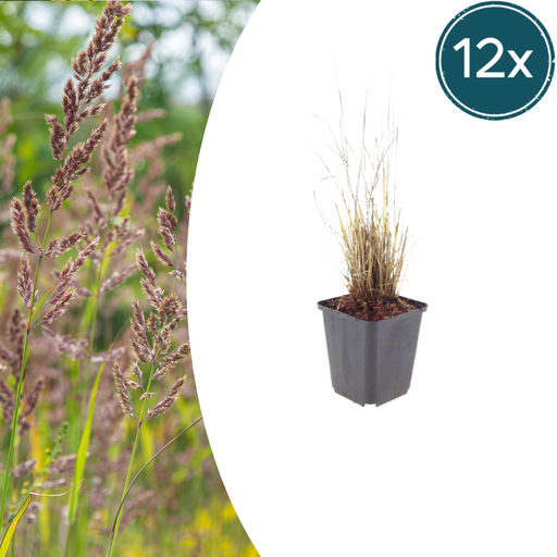 "12x Calamagrostis brachytricha - ↕10-25cm - Ø9cm image"