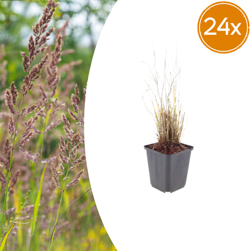 "24x Calamagrostis brachytricha - ↕10-25cm - Ø9cm image"